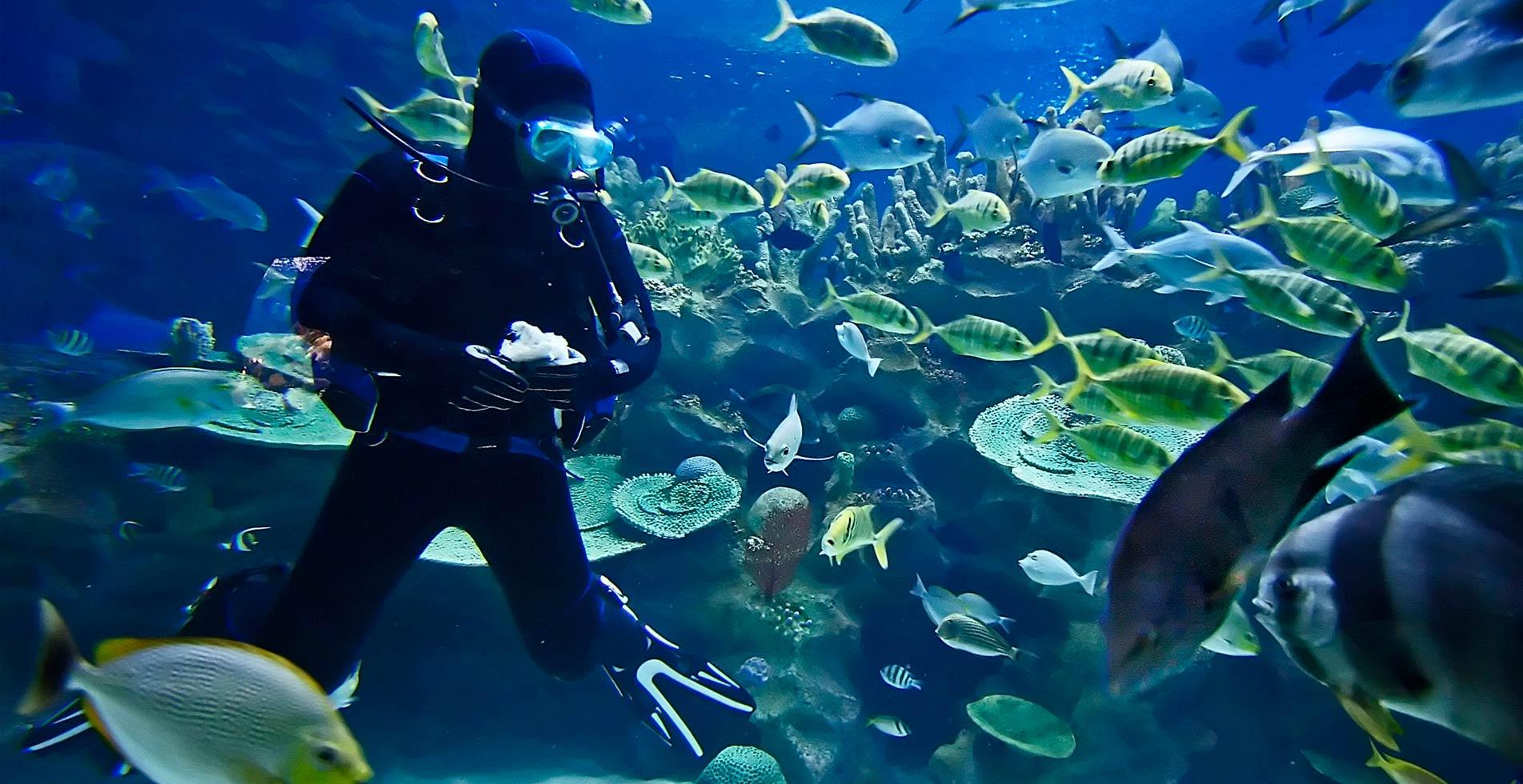 Kurs SK Unterwasserfotografie — Dein Auge unter Wasser