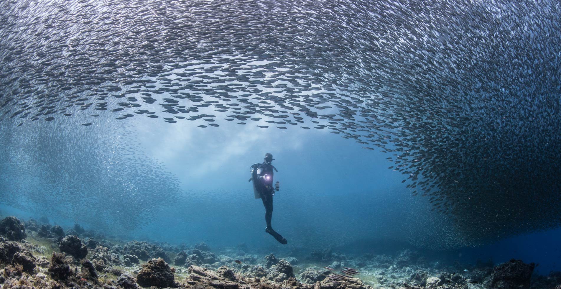 Taucher in einem Fischschwarm